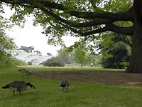 Princess of Wales Conservatory and geese /Nikon D200