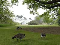 Princess of Wales Conservatory and geese /Nikon D200