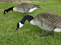Geese /Nikon D200