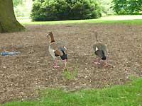 Geese /Lumix FX33