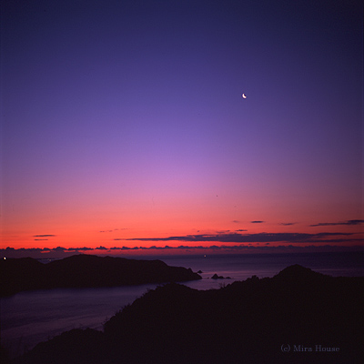 Dawn Purple
