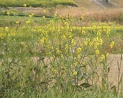 桂川の土手に咲くセイヨウカラシナ
