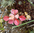 2006年11月