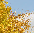 2007年11月