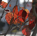 2008年11月
