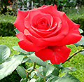 2015年6月