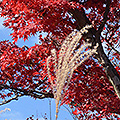 2021年11月