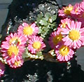 2005年11月
