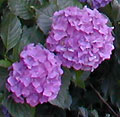 2006年06月