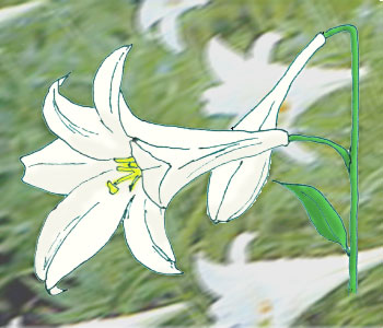 ̉摜