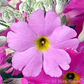 2004年03月