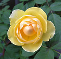 2006年05月