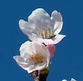 2006年03月