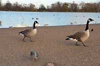 Round Pond