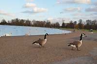 Round Pond