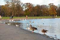Round Pond