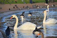 Round Pond