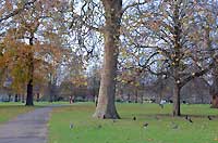 Round Pond
