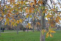 Kensington Gardens
