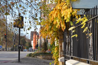 Cheyne Walk