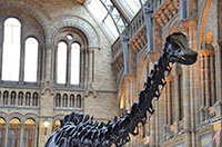 National History Museum