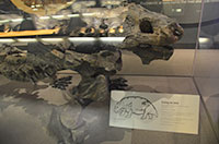 National History Museum