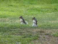 quirrels of Greenwich Park /D200