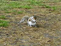 A quirrel of Greenwich Park /D200