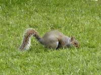 A quirrel of Greenwich Park /D200