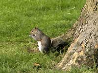 A quirrel of Greenwich Park /D200