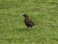 A blackbird of Greenwich Park /D200