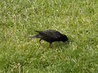 A starling of Greenwich Park /D200