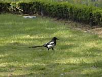 Grosvenor Gardens ɂ Magpie /D200