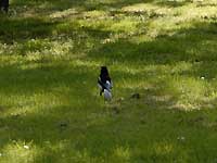 magpie /D200