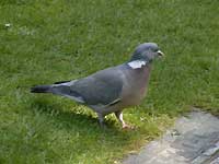 ZgEWFCYEp[ÑWYJPog(Wood Pigeon) /D200