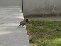 쒹 starling? /D200
