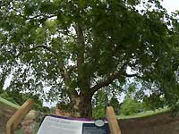 A heritage tree and Kew Palace /S2 Pro
