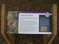 Oriental Plane /Lumix FX33