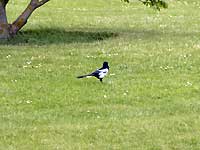 magpie /D200