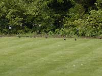 Birds /D200