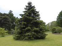 A tree /D200