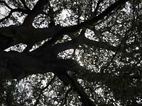 Chestnut-leaved oak /D200