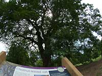Chestnut-leaved oak /S2 Pro