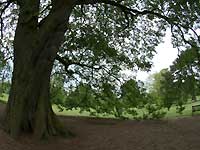 Chestnut-leaved oak /S2 Pro