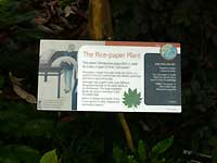 explanation of The Rice-paper Plant /Lumix FX33