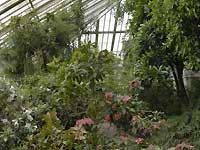Temperate House /D200