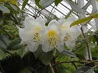 Temperate House /D200