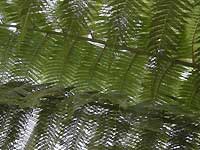 Temperate House /D200