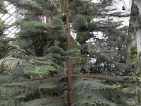 Temperate House /D200