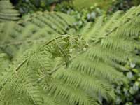 Inside of Temperate House /D200